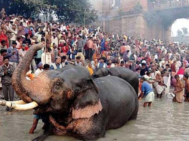 Elephants and crowds at Sonepur Mela on the river