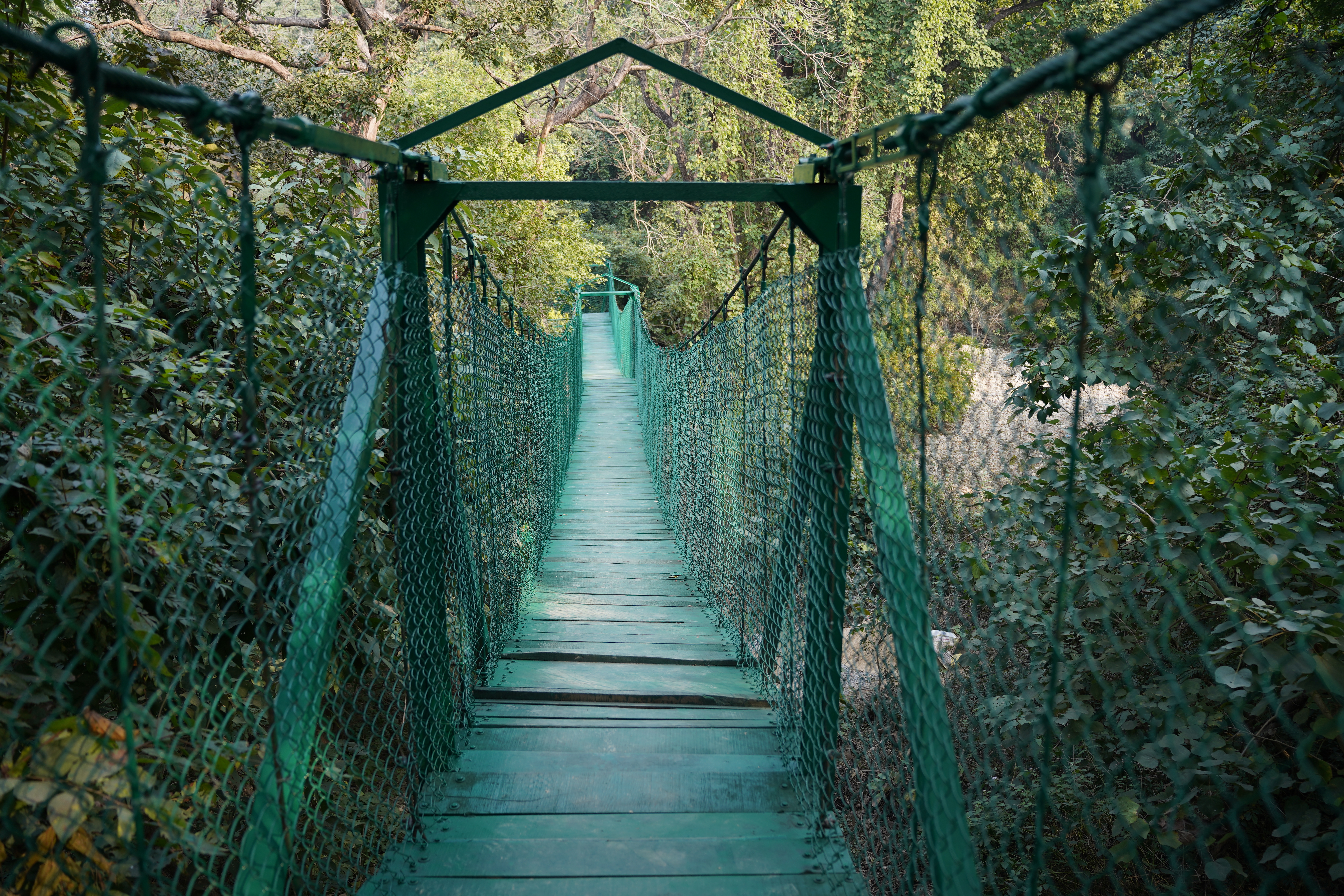 Riverine forest